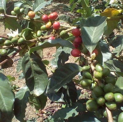 producing coffee beans.jpg
