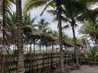 palms along the front of property.jpg