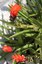 Dos Mangos & Plants & flowers 022 (533x800).jpg