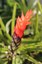 Dos Mangos & Plants & flowers 023 (533x800).jpg