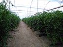 Cultivos de tomate rinon