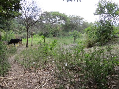 Garden and cow