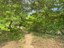 Serenity in Sinchal ~ walking path in green foliage along river