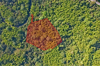 Pacoche Rainforest: Gran Oportunidad de Terreno Perfecta para proyectos ecológicos y retiros holísticos