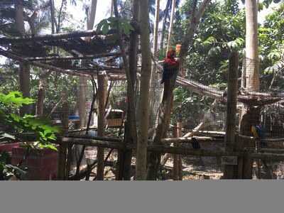 Bird Enclosure