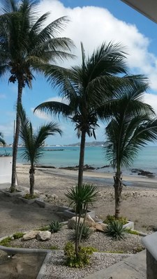 Palm Trees In Front On The Beach