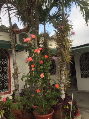 Flowers And Palms