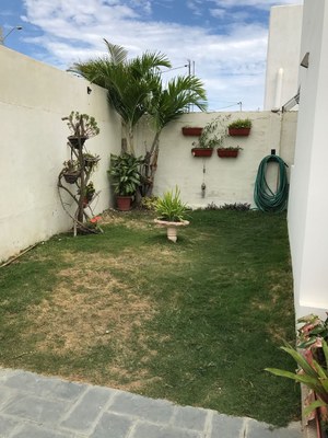Front Yard with Real Grass