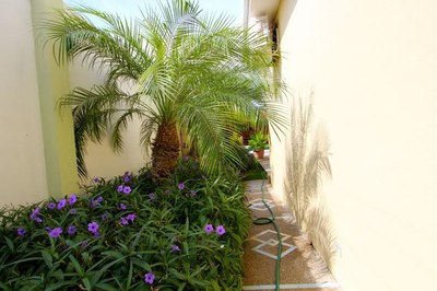 Plants By the Walkway