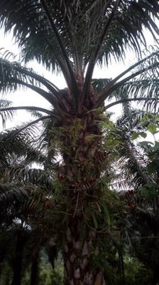 Majestic Afrikan Palm Tree