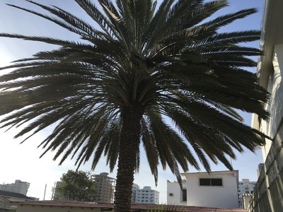  AWESOME Palm Tree! 