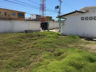 Green Grass In The Yard
