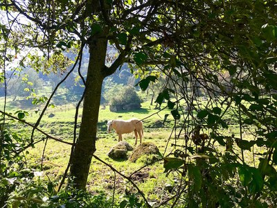 Horse in Pasture.jpg