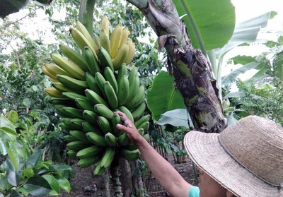 Farming Bananas