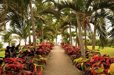Palm-Lined Pathway to The Beach