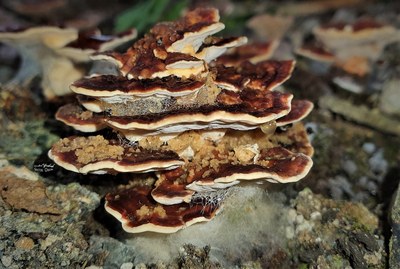 Mushrooms 3.jpg
