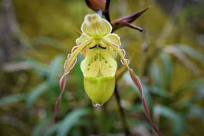 Orchid.JPG