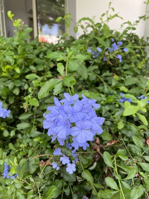 Plumbago. There’s another new one by the front wall that will grow to about 10 feet and cascade over to the sidewalk in about 1 year..jpg