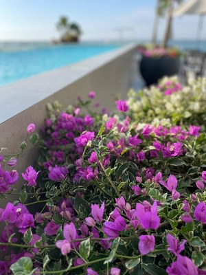 Flowers at pool area