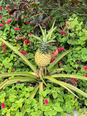 Modern Home Country Setting Pineapples in Garden