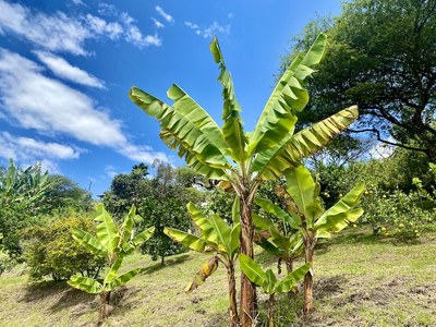 Banana plant.jpeg